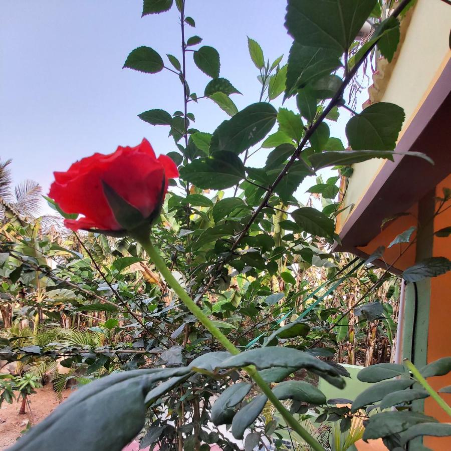 האמפי Banana Farm House מראה חיצוני תמונה