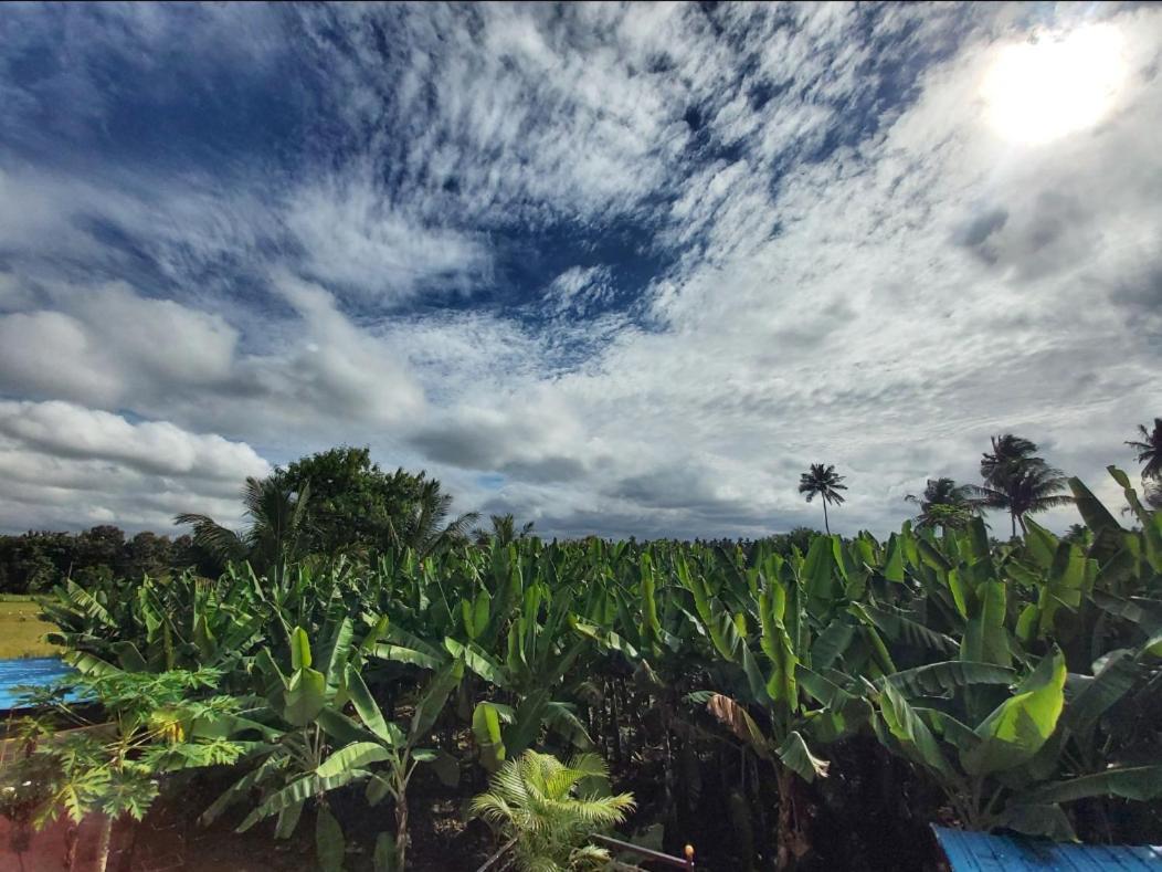 האמפי Banana Farm House מראה חיצוני תמונה