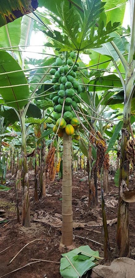 האמפי Banana Farm House מראה חיצוני תמונה